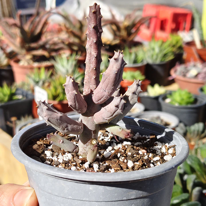 Huernia pendulata 3