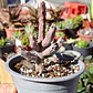 Huernia pendulata - Miniatura 3