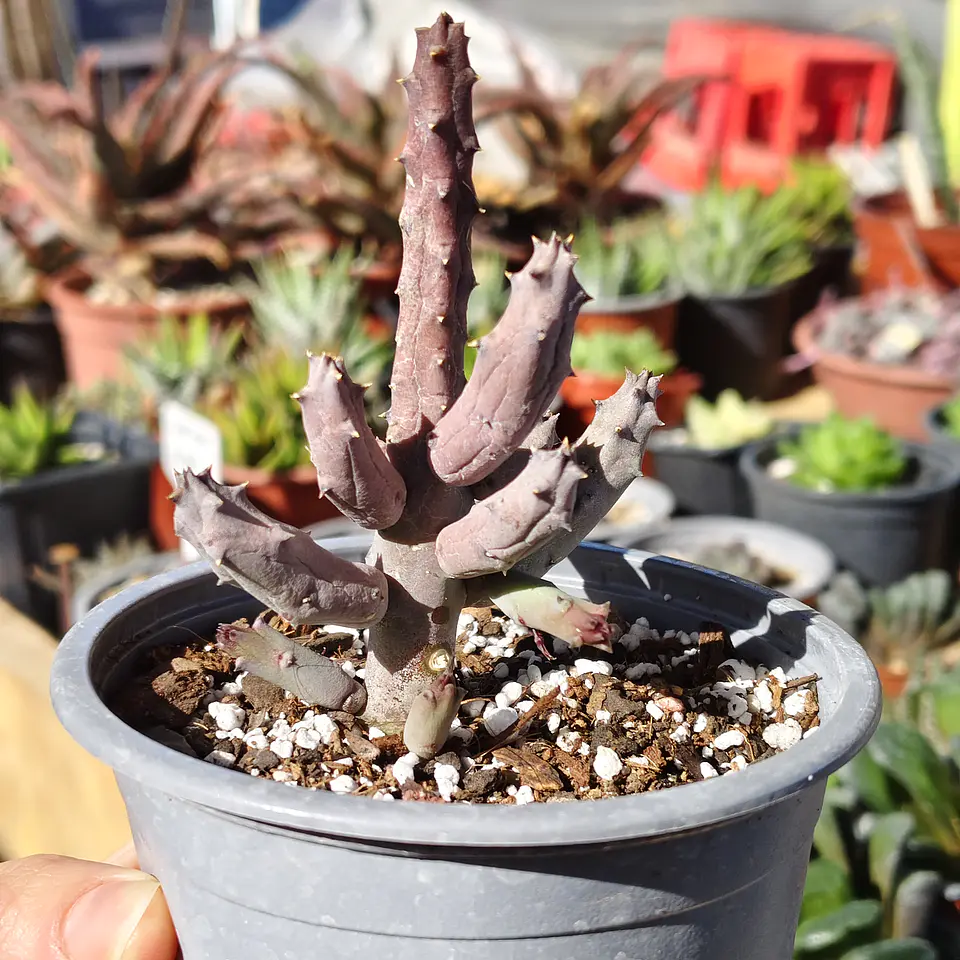 Huernia pendulata 3