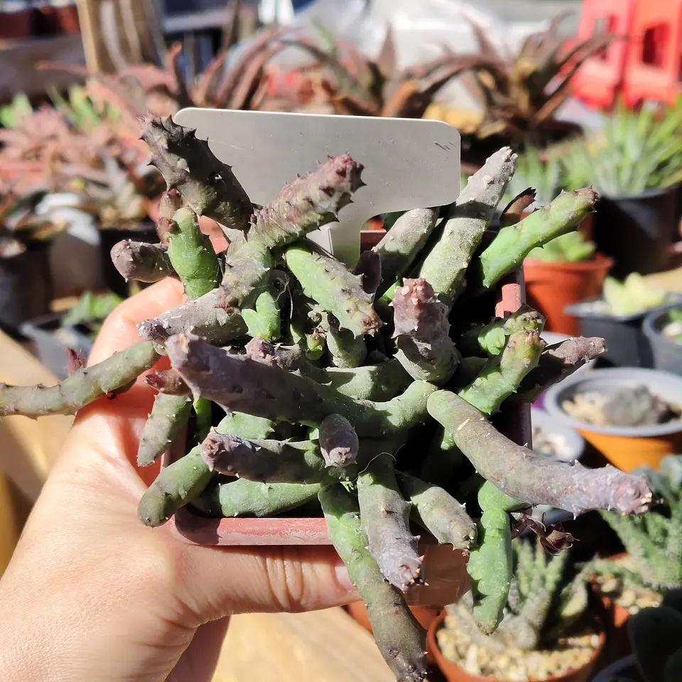 Huernia pendulata 4