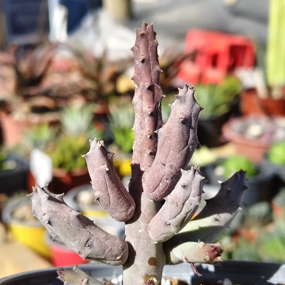 Huernia pendulata 5