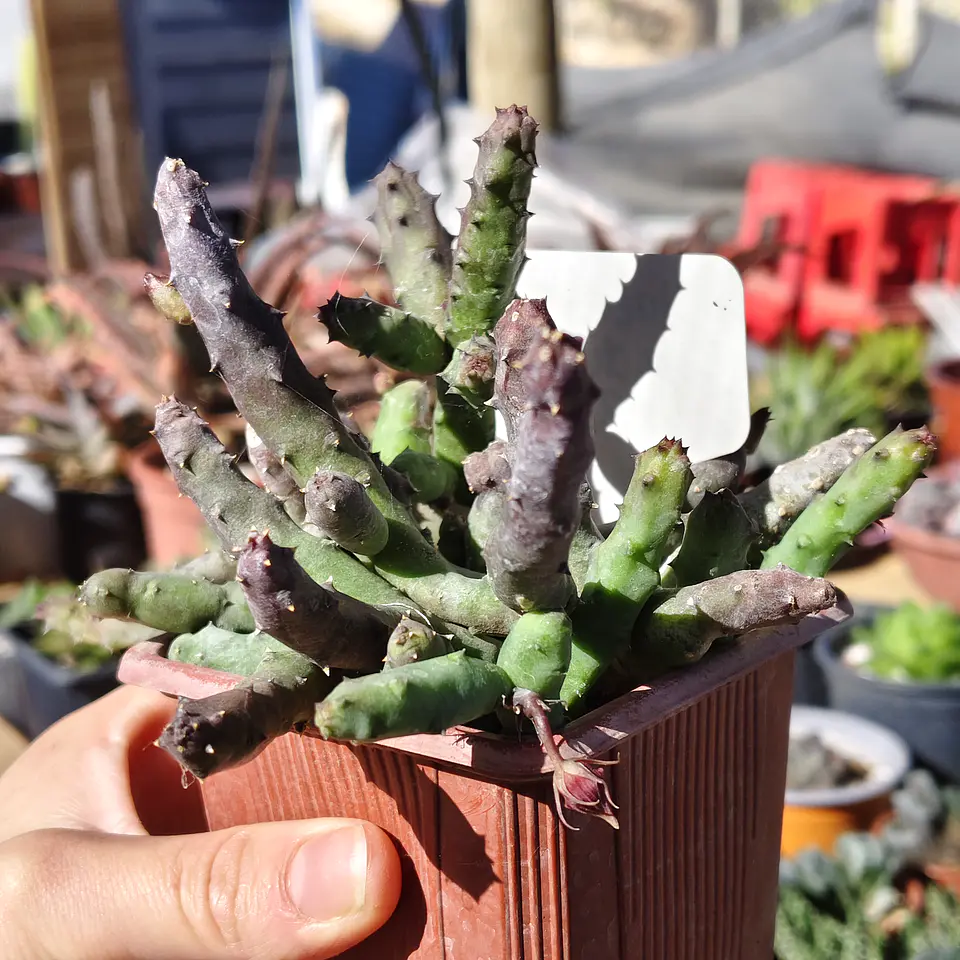 Huernia pendulata 6