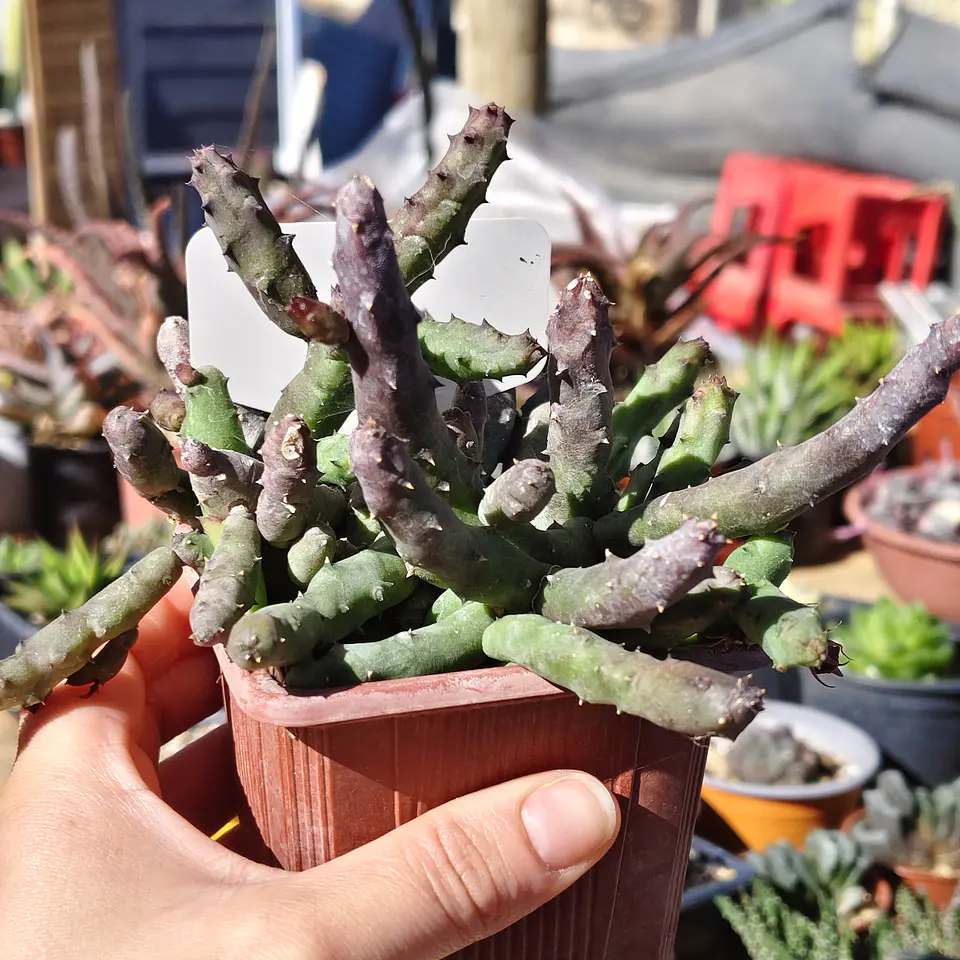 Huernia pendulata 7