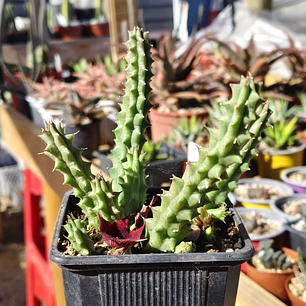 Huernia schneideriana