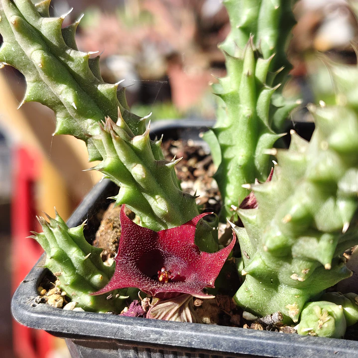 Huernia schneideriana 3