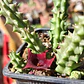 Huernia schneideriana - Miniatura 3