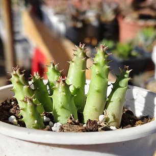 Huernia 
