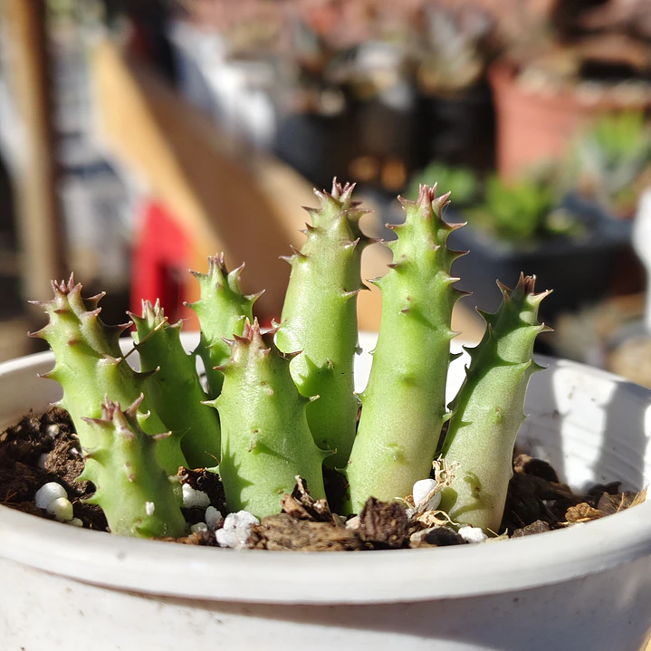 Huernia 