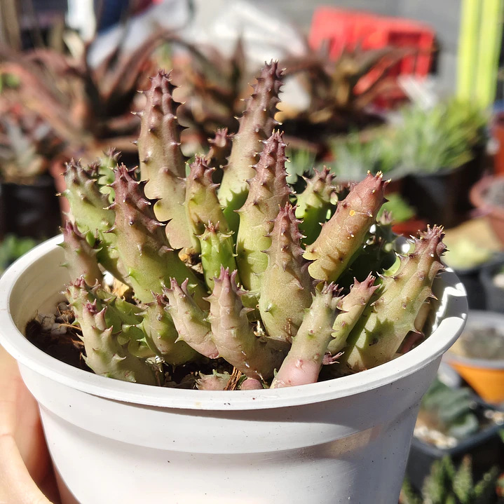 Huernia 