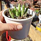 Huernia 