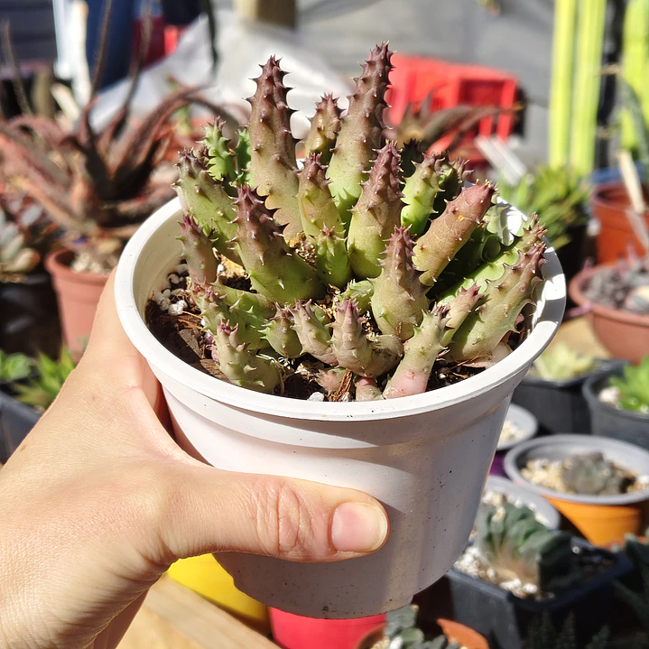 Huernia 