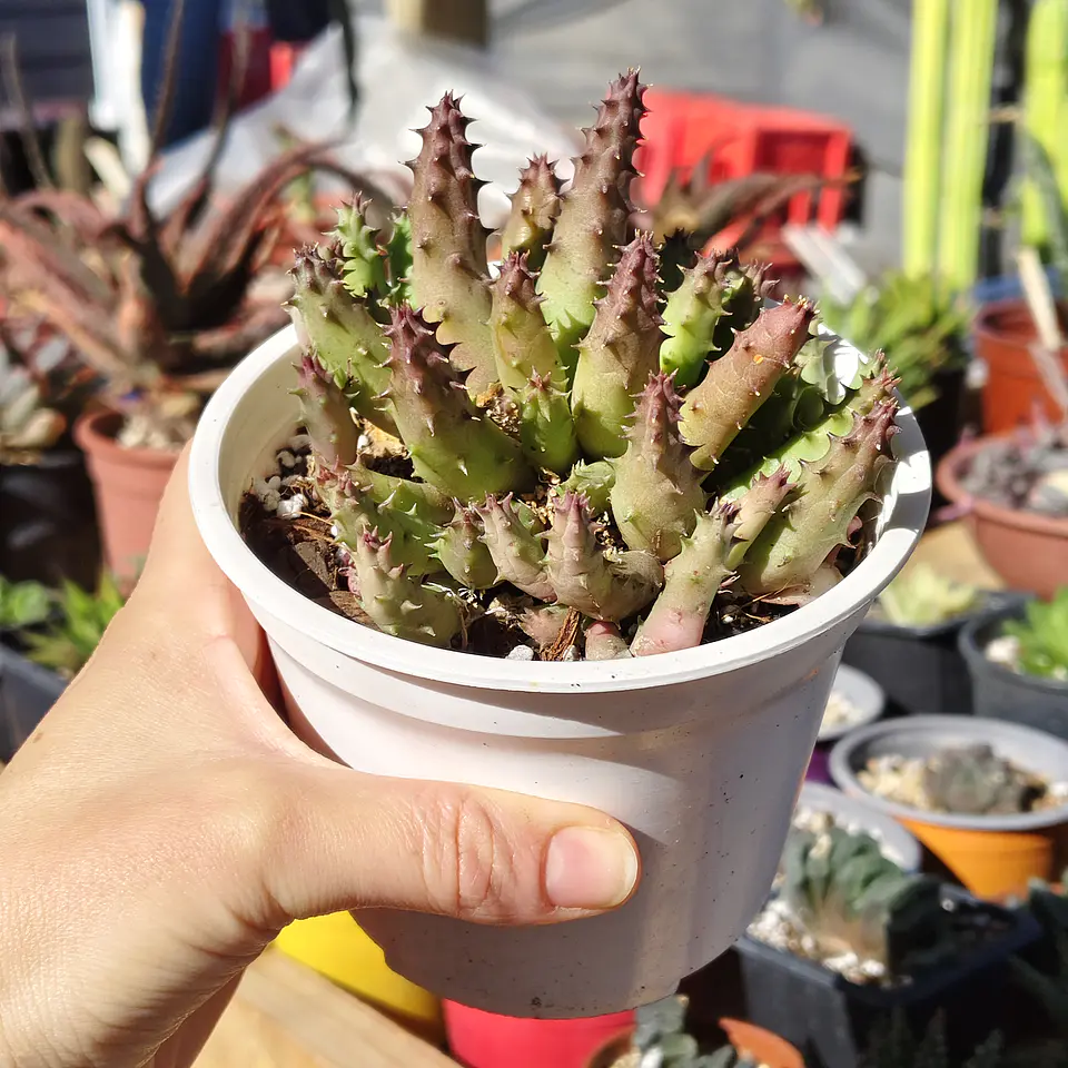 Huernia 