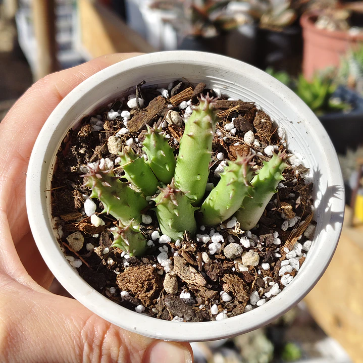 Huernia 