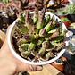Huernia 