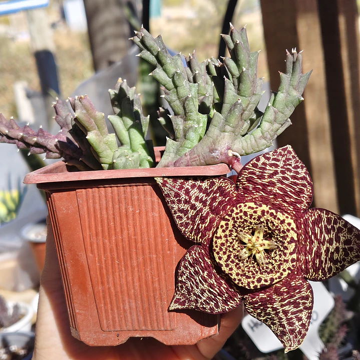 Orbea Variegata 1