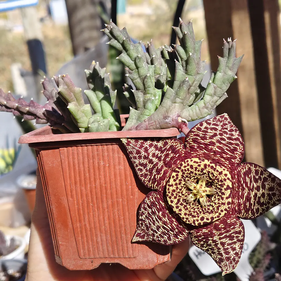 Orbea Variegata 1
