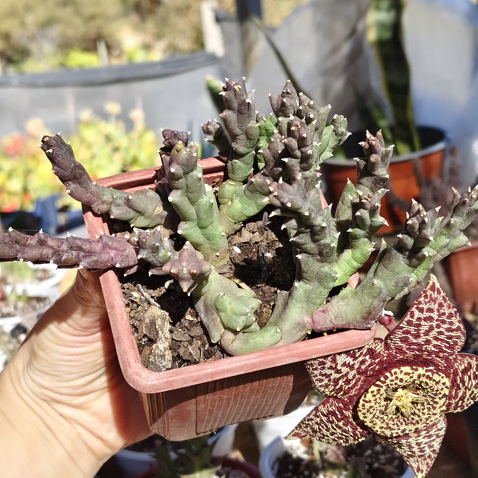 Orbea Variegata 2