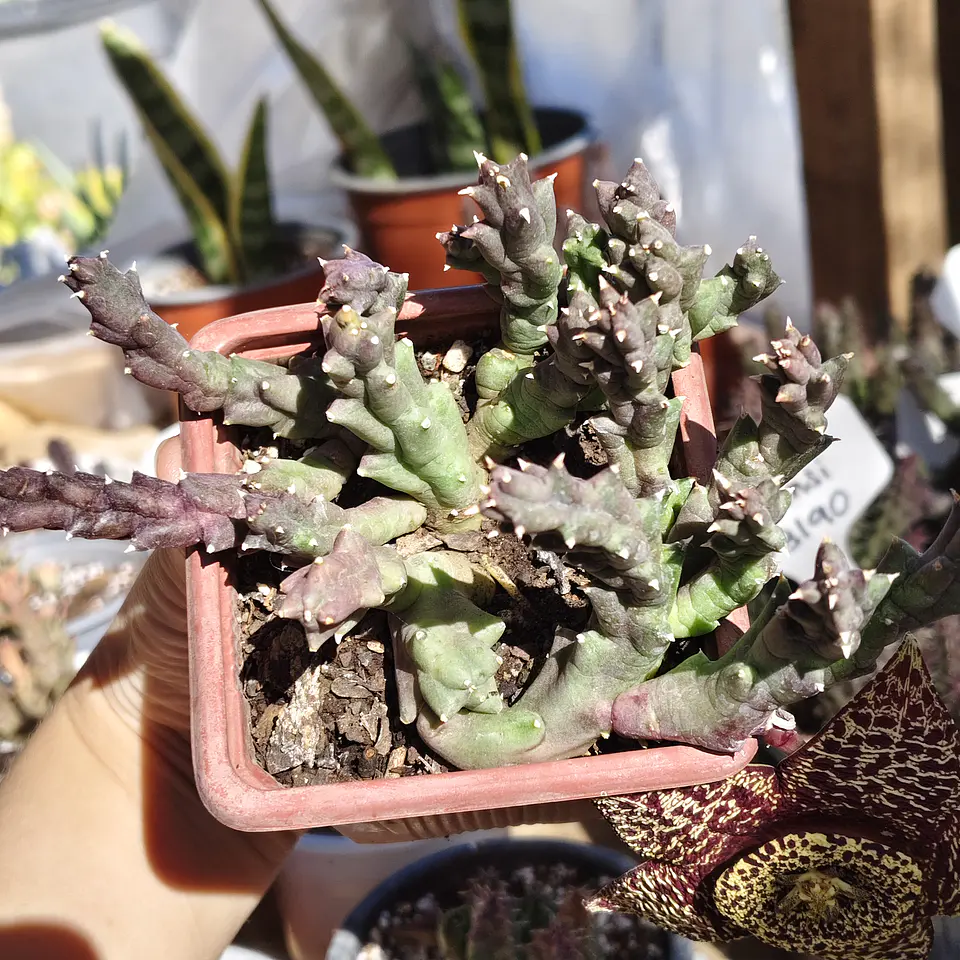 Orbea Variegata 3