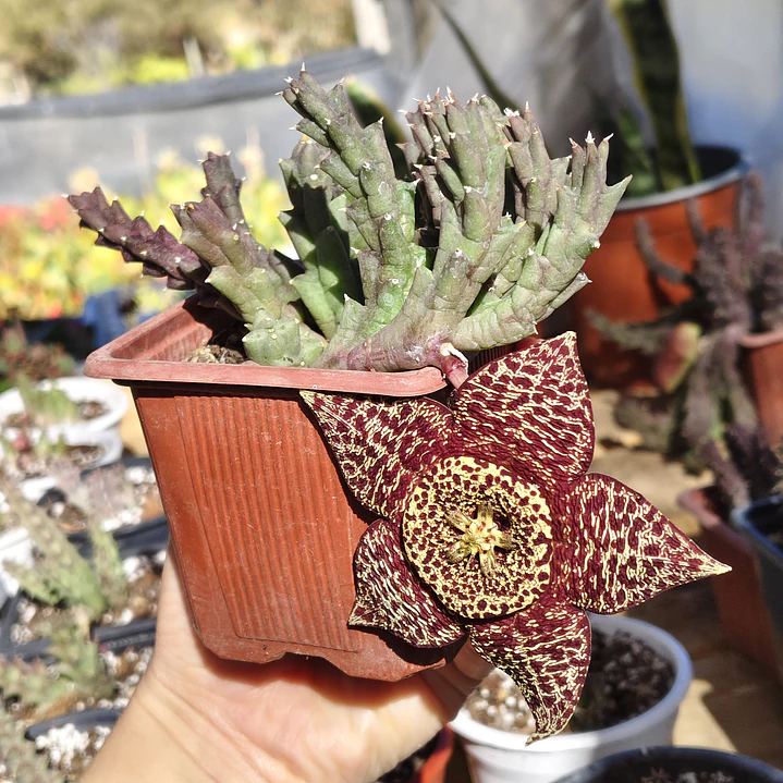 Orbea Variegata 4