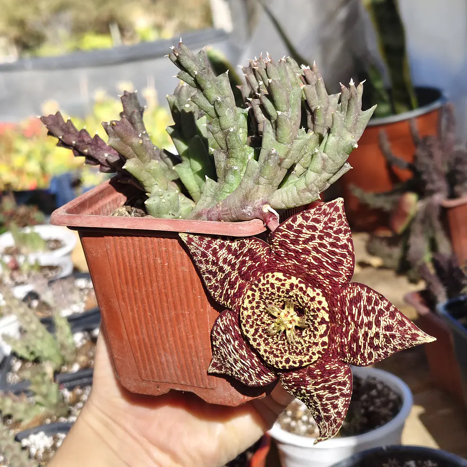 Orbea Variegata 4