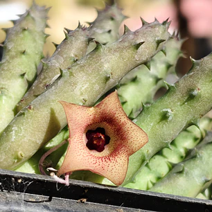 Huernia NN 2