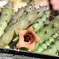 Huernia NN 2 - Miniatura 2