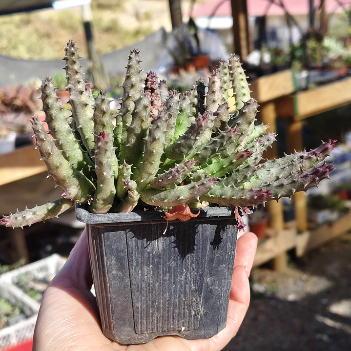 Huernia NN 2 3