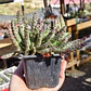 Huernia NN 2 - Miniatura 3