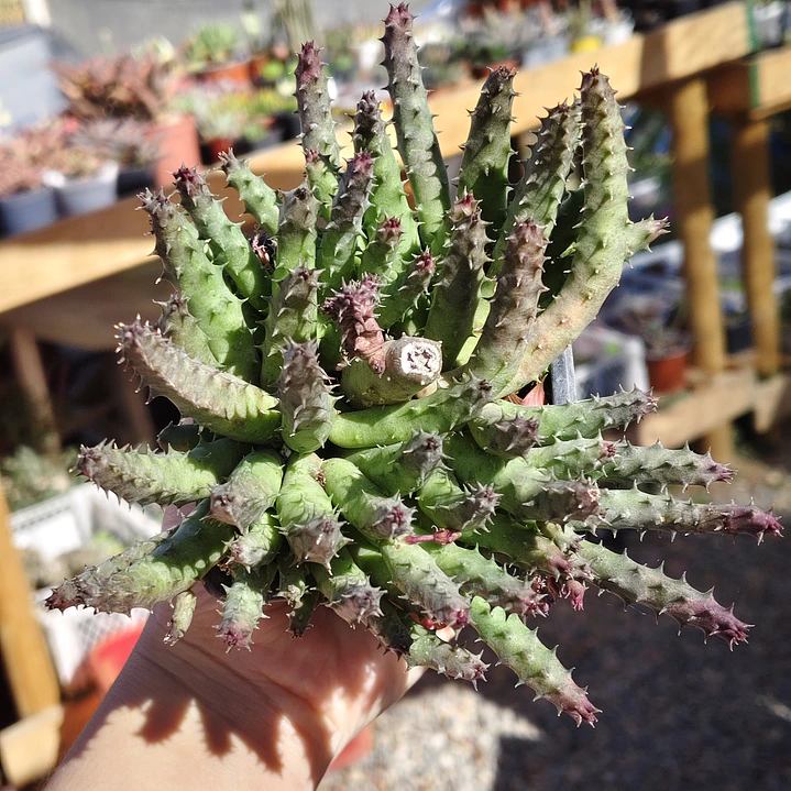 Huernia NN 2 1