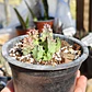 Huernia KMP 107 - Miniatura 1