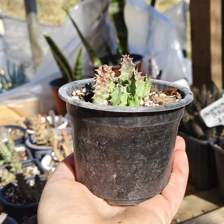 Huernia KMP 107 2