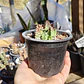 Huernia KMP 107 - Miniatura 2