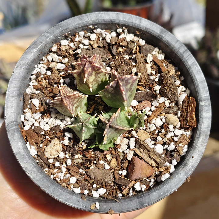 Huernia KMP 107 3