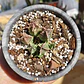 Huernia KMP 107 - Miniatura 3