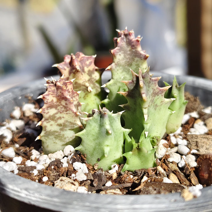 Huernia KMP 107 4
