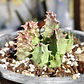 Huernia KMP 107 - Miniatura 4