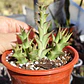 Orbea semitubuflora  - Miniatura 1