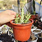 Orbea semitubuflora  - Miniatura 2