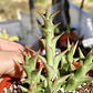 Orbea semitubuflora  - Miniatura 3