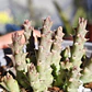 Orbea Variegata Var. Minima  - Miniatura 2