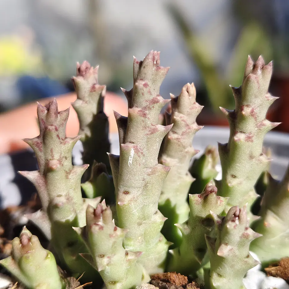 Orbea Variegata Var. Minima  2