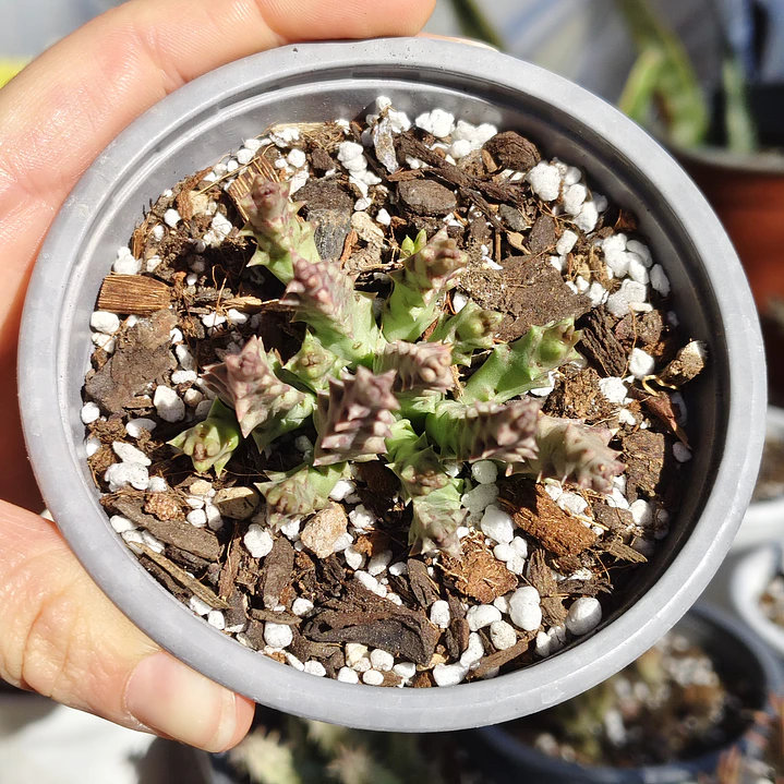 Orbea Variegata Var. Minima  3