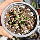 Orbea Variegata Var. Minima  - Miniatura 3