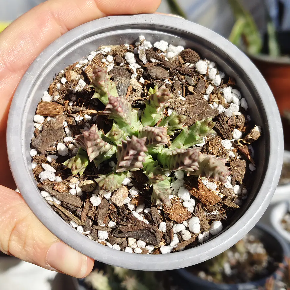 Orbea Variegata Var. Minima  3