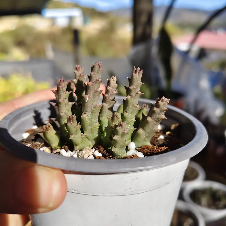 Orbea Variegata Var. Minima  1