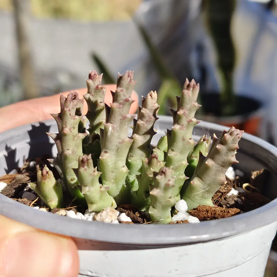 Orbea Variegata Var. Minima  4
