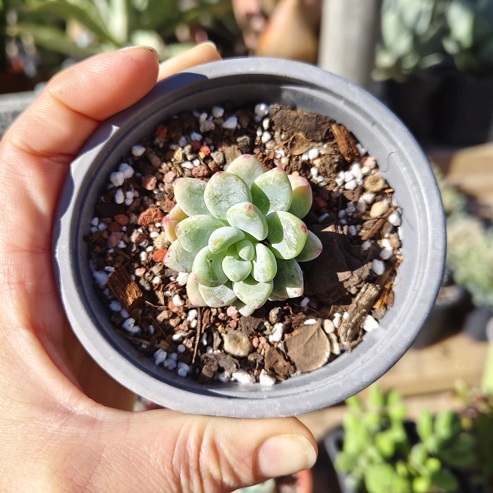 Sedum Clavatum 1