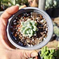 Sedum Clavatum - Miniatura 1