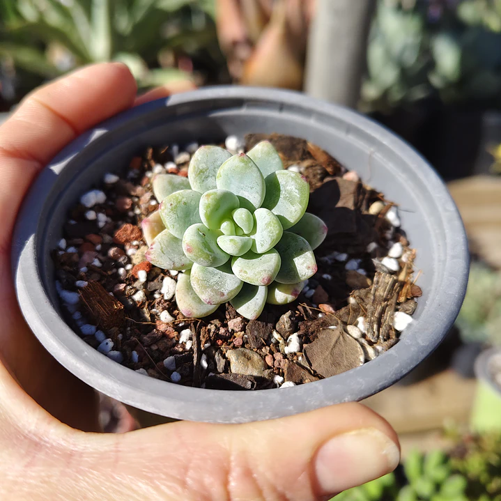 Sedum Clavatum 2