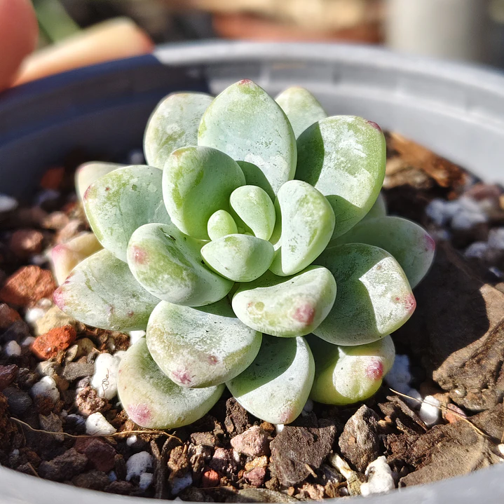 Sedum Clavatum 3